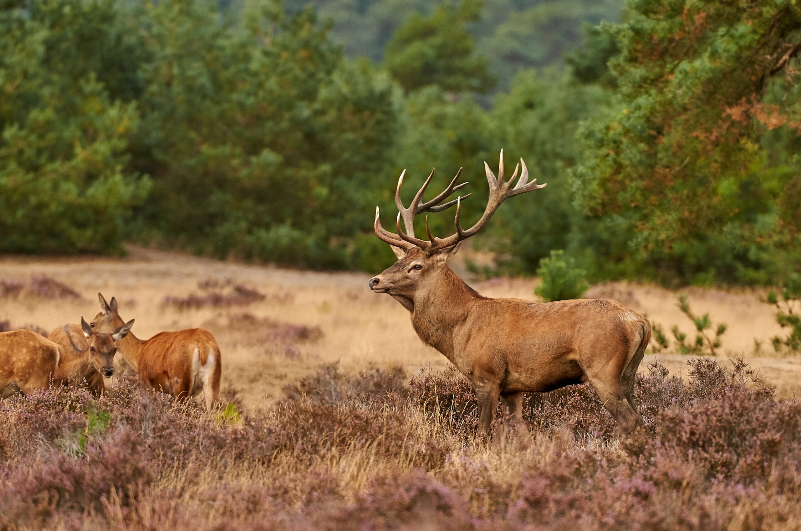 Edelhert, Cervus elaphus